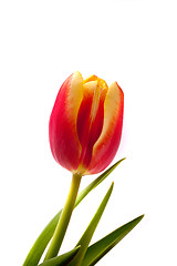 Image showing tulip