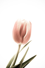 Image showing tulip