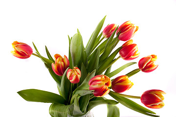 Image showing tulip