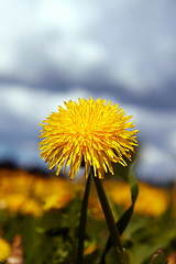 Image showing Close-up yellow sowthistle