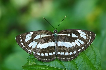 Image showing Butterfly