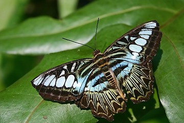 Image showing Butterfly