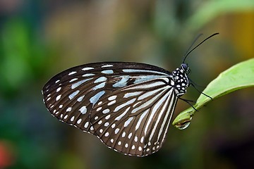 Image showing Butterfly