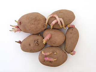 Image showing Organic seed potatoes