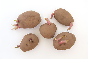 Image showing Five organic seed potatoes