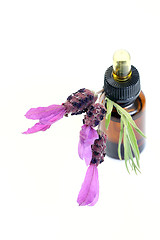 Image showing lavender oil