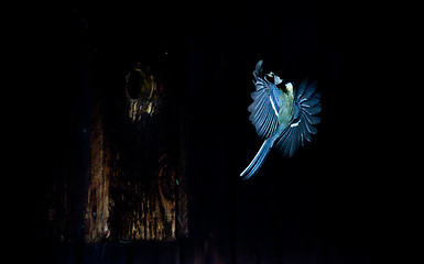 Image showing Bird flying, great tit