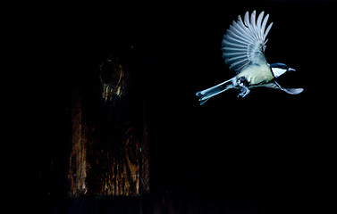 Image showing Bird flying, great tit