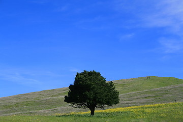 Image showing Single Tree