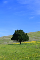 Image showing Single Tree