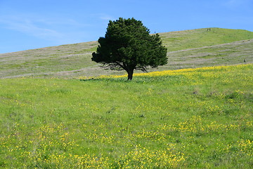 Image showing Single Tree