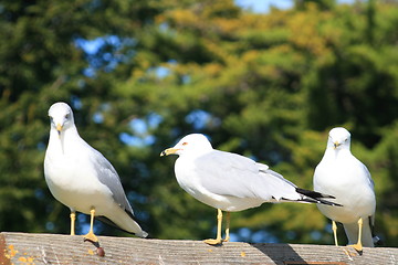 Image showing Trio Of Seagulls