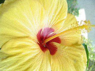 Image showing yellow gumamela