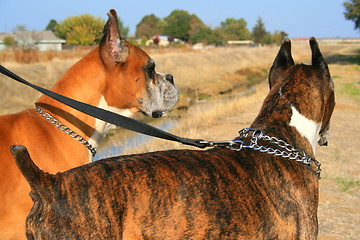 Image showing Two Boxer Dogs