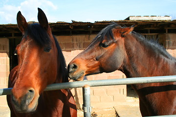 Image showing Two Brown Horses