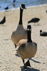 Image showing Canadian Geese Walking