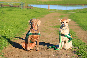 Image showing Weimaraner And Australian Shepherd