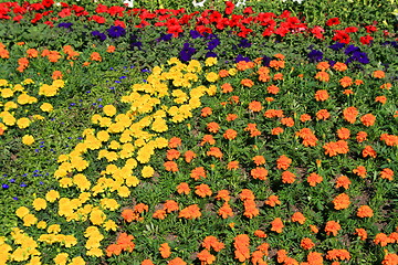 Image showing Marigold And Petunia Flowers