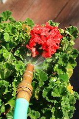 Image showing Water Hose Spraying Geranium Flower