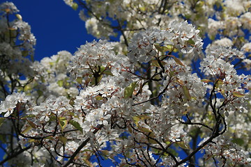 Image showing White Cherry Blossoms