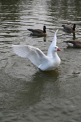 Image showing White Duck