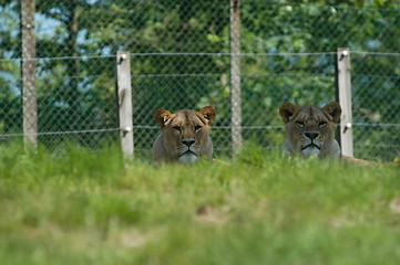 Image showing Lions