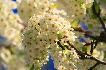 Image showing White Blossoms Tree