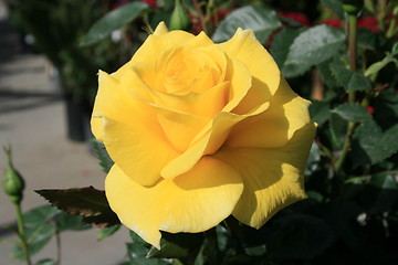 Image showing Yellow Rose Flower