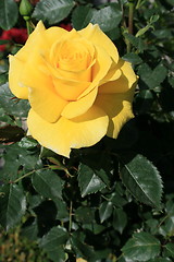 Image showing Yellow Rose Flower