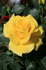 Image showing Yellow Rose Flower