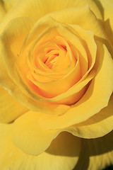 Image showing Yellow Rose Flower