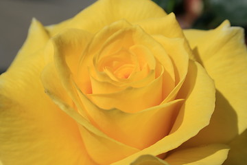 Image showing Yellow Rose Flower