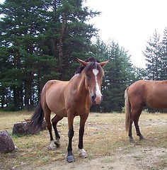 Image showing Animals - horse