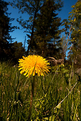 Image showing dandelion