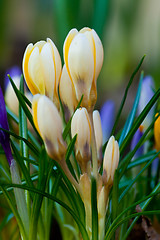 Image showing crocus