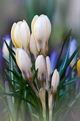 Image showing crocus