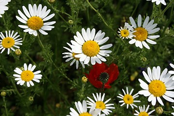 Image showing cup-rose in a field of daisy