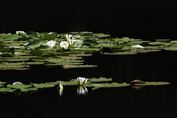 Image showing water-lily