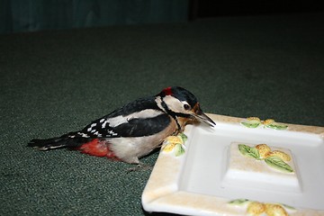 Image showing woodpecker