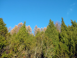 Image showing Juniper tree to up