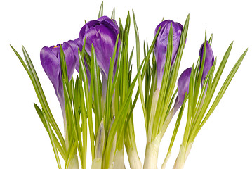 Image showing Crocuses