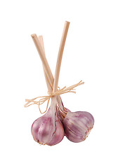 Image showing Garlic