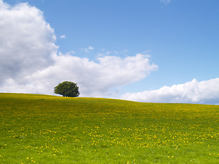 Image showing lonely tree