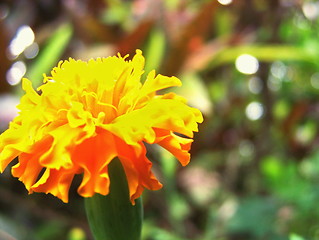 Image showing Wild flower