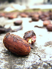 Image showing Nuts on the floor