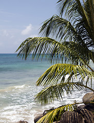 Image showing palm tree over caribbean sea nicaragua