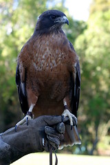 Image showing Red Tailed Hawk