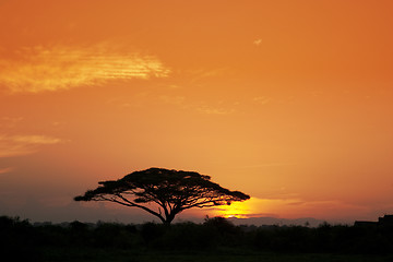 Image showing Acacia Tree at Sunrise