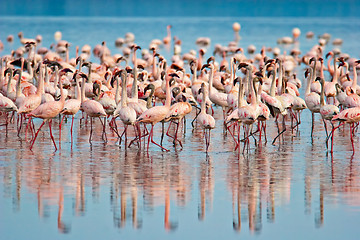 Image showing Flamingos