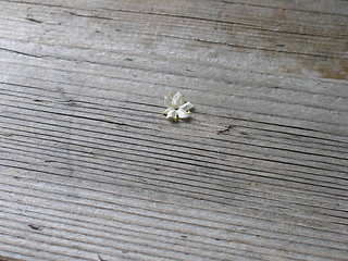 Image showing white flower